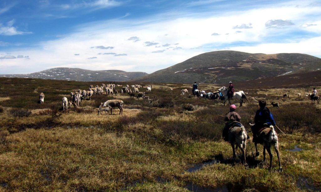 Reindeer Khovsgol Mongolia