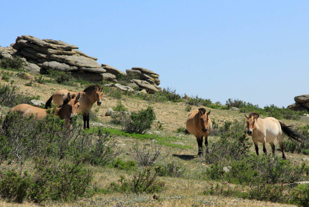 Khustai National Park Mongolia