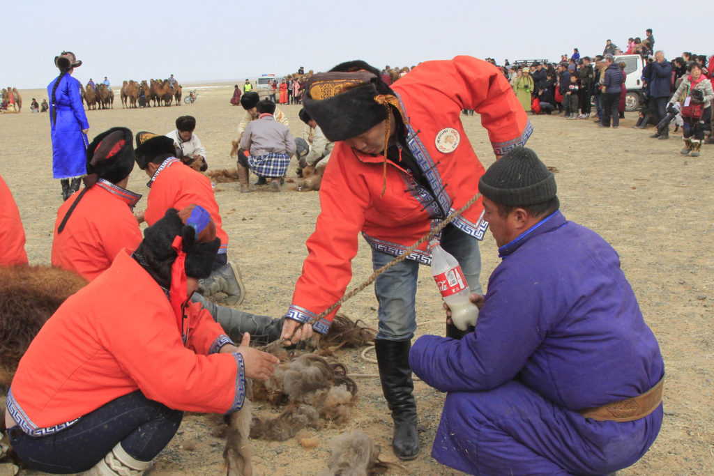 Camel Festival