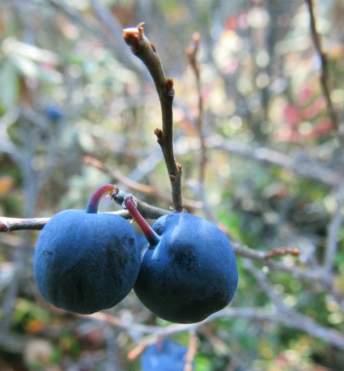 Wild Blueberry