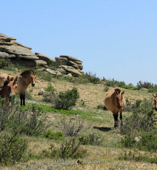 Khustai National Park Mongolia