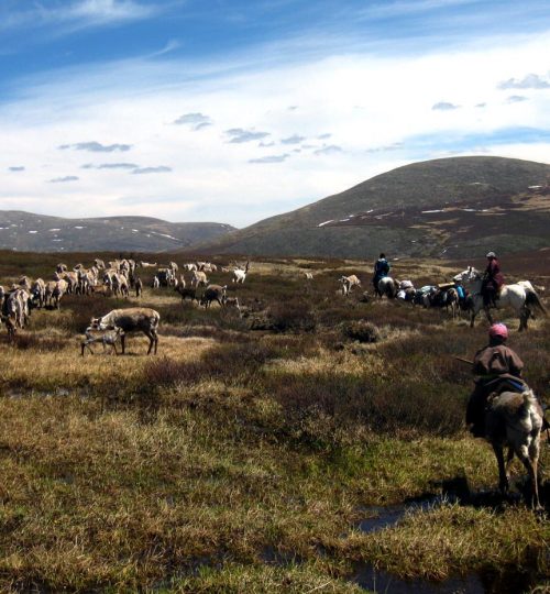 Reindeer Khovsgol Mongolia