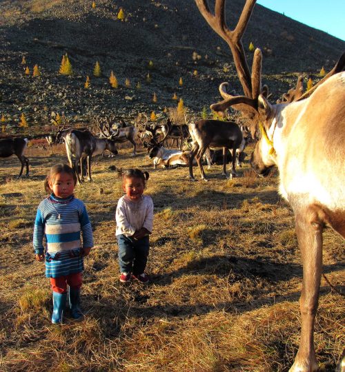 Reindeer tribe children walking in a herd of Reindeer.