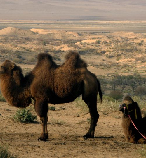 Semi Gobi | Gobi Desert