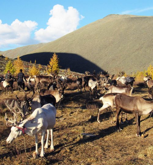 Reindeer camping